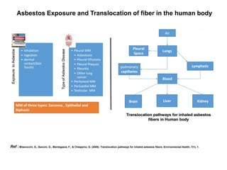 Asbestos Exposure and Translocation of fiber in the human body
Ref : Miserocchi, G., Sancini, G., Mantegazza, F., & Chiappino, G. (2008). Translocation pathways for inhaled asbestos fibers. Environmental Health, 7(1), 1.
 