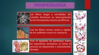 FISIOPATOLOGÍA
Las fibras largas y enrolladas del
crisolito favorecen su interceptación
en los bronquiolos menos periféricos.
Con las fibras cortas, rectas y rígidas
de los anfíboles ocurre lo contrario.
Tras el depósito de partículas sobre
las superficies alveolares, se inicia el
proceso de depuración o aclaramiento
alveolar.
 