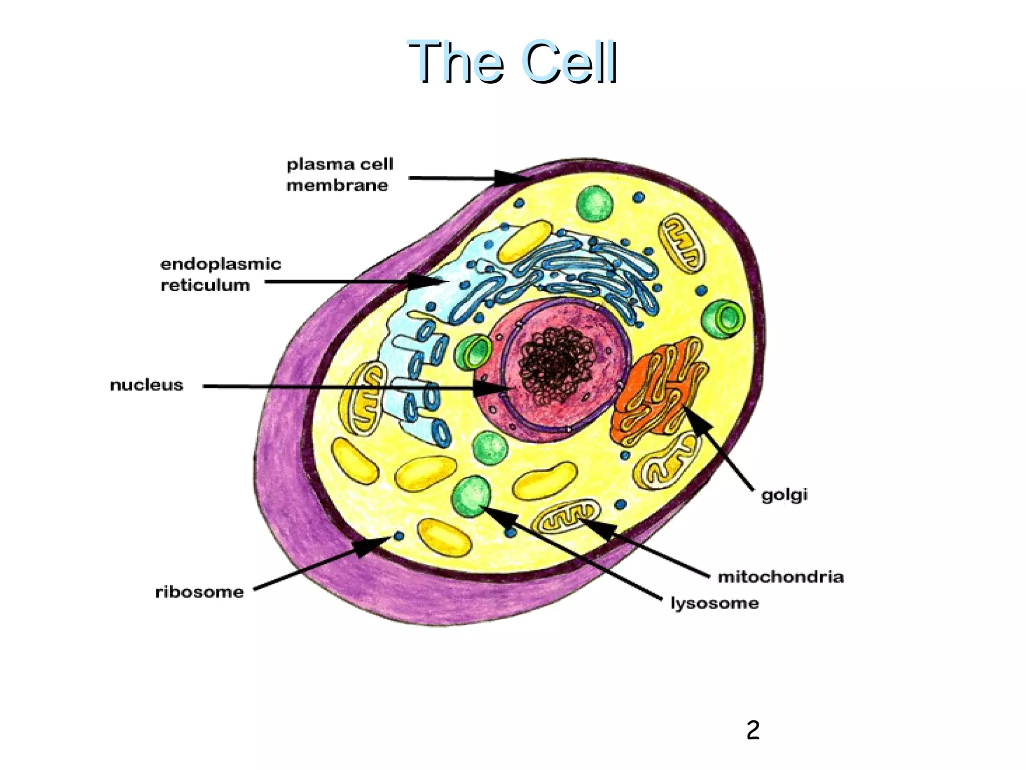 As biology cell membranes colstons | PPT