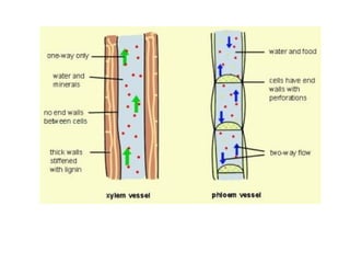 Cambridge AS Biology plant revision | PPT