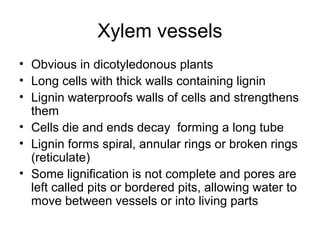 Cambridge AS Biology plant revision | PPT