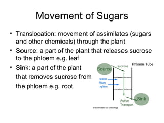 Cambridge AS Biology plant revision