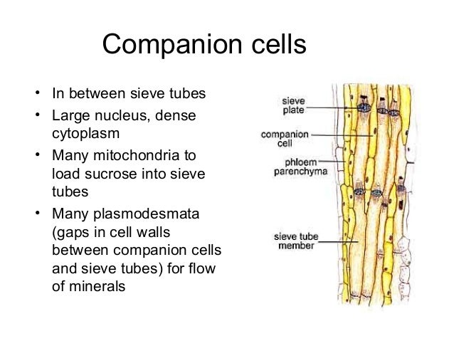 Cambridge AS Biology plant revision
