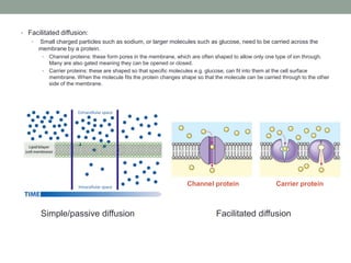 • Facilitated diffusion:
• Small charged particles such as sodium, or larger molecules such as glucose, need to be carried across the
membrane by a protein.
•

Channel proteins: these form pores in the membrane, which are often shaped to allow only one type of ion through.
Many are also gated meaning they can be opened or closed.
• Carrier proteins: these are shaped so that specific molecules e.g. glucose, can fit into them at the cell surface
membrane. When the molecule fits the protein changes shape so that the molecule can be carried through to the other
side of the membrane.

Channel protein

Simple/passive diffusion

Carrier protein

Facilitated diffusion

 