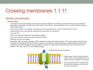 Crossing membranes 1.1.11
Active processes
•

Active transport:
•

•

•
•
•
•
•
•

The needs of a cell cannot always be met by the process of diffusion. Sometimes a cell may need to move a substance
against the concentration gradient and in other cases it may need to move substances into or out of the cell more quickly
than diffusion allows.
Some carrier proteins act as pumps. These pumps are complementary to a certain molecule that is carries.
These protein pumps carry specific molecules one way across the membrane.
They use ATP
They carry molecules against the concentration gradient.
They carry molecules across at a faster rate than diffusion.
Molecules can be accumulated.
the energy used in pumping molecules (ATP) changes the shape of the carrier protein. This shape change means that the
molecule to be transported fits into the carrier protein on one side only. As the molecule is carried through the carrier uses
energy from ATP this changes its shape so that the molecule now leave the carrier protein and cannot enter the carrier
protein on the other side as it is now a different shape.

 