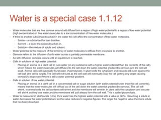 Water is a special case 1.1.12
•
•

•
•
•
•

•

•

Water molecules that are free to move around will diffuse form a region of high water potential to a region of low water potential
(high concentration on free water molecules to a low concentration of free water molecules.)
If there is another substance dissolved in the water this will affect the concentration of free water molecules.
• Solute – a substance that can dissolve.
• Solvent – a liquid the solute dissolves in.
• Solution – the mixture of solute and solvent.
Water potential is the measure of the tendency of water molecules to diffuse from one place to another.
Osmosis refers to the diffusion of only water across a partially permeable membrane.
As with diffusion, osmosis occurs until an equilibrium is reached.
Cells in solutions of high water potential:
• Placing an animal or a plant cell in pure water (or any substance with a higher water potential than the contents of the cell),
which means the water molecules will diffuse into the cell down the water potential gradient by osmosis and the cell will
swell. Animal cells will eventually burst open, (haemolysed). In plant cells the cytoplasm and vacuole will push against the
cell wall (the cell is turgid). The cell will not burst as the cell wall will eventually stop the cell getting any larger causing
osmosis to stop even if there is still a water potential gradient.
Cells in solution of low water potential:
• Placing an animal or a plant cell in a concentrated salt or sugar solution (with water potential lower than the cell contents),
means that the water molecules will diffuse out of the cell down the water potential gradient by osmosis. The cell will
shrink. In animal cells the cell contents will shrink and the membrane will wrinkle. In plant cells the cytoplasm and vacuole
will shrink as they lose water and the membrane will pull always form the cell wall. This is called plasmolysis.
Water is measured in kiloPascals (kPa). Pure water has the highest water potential with a value of 0kPa. Dissolving a solute in
water decreases the water potential and so the value reduces to negative figures. The larger the negative value the more solute
that has been dissolved.

 