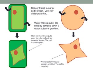 Concentrated sugar or
salt solution. Very low
water potential,

Water moves out of the
cells by osmosis down a
water potential gradient.
Plant cell membrane pulls
away from the cell wall as
the water leaves. The cell
is plasmolysed.

Animal cell shrinks and
appears wrinkled. The cell is
crenated.

 