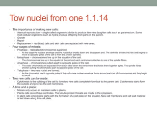 Tow nuclei from one 1.1.14
• The importance of making new cells:
• Asexual reproduction – single-celled organisms divide to produce two new daughter cells such as paramecium. Some
multi-cellular organisms such as hydra produce offspring from parts of the parent.
• Growth
• Repair
• Replacement – red blood cells and skin cells are replaced with new ones.
• Four stages of mitosis:
• Prophase – replicated chromosomes supercoil.
•

At this stage the nuclear envelope and the nucleolus breaks down and disappears and. The centriole divides into two and begins to
move to opposite poles of the cell to from the protein spindles.

•

Metaphase – chromosomes line up in the equator of the cell.

•

Anaphase – chromosomes pulled apart to opposite poles of the cell.

•
•

•

The chromosomes line up in the equator of the cell and each centromere attaches to one of the spindle fibres.
The sister chromatids are separated from each other when the centromere that holds them together splits. The spindle fibres
shorten pulling the chromatids apart to opposite poles of the cell.

Telophase – two new nuclei are formed.
•

As the chromatids reach opposite poles of the cell a new nuclear envelope forms around each set of chromosomes and they begin
to uncoil.

• Two new cells can be made:
• Cytokinesis is the splitting of the cell to form two new cells completely identical to the parent cell. Cytokenesis starts form
the outside and pinches the cell membrane.
• A time and a place:
• Mitosis only occurs in meristem cells in plants.
• Plants cells do not have centrioles. The tubulin protein threads are made in the cytoplasm.
• In plant cells cytokinesis starts with the formation of a cell plate on the equator. New cell membrane and cell wall material
is laid down along this cell plate.

 
