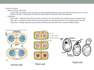 A time and a place:
• When and where cells divide:
• In plant cells only meristem cells can divide by mitosis. Meristem cells are found in the roots and shoot tips, and in a ring of
tissues in the stem. These parts of the plant are responsible for the growth of the whole organism.
• Cytokinesis:
• Animal cells – cytokinesis starts from the outside, nipping in the cell membrane and cytoplasm along a cleavage furrow.
• Plant cells – a cell plate is formed where the spindle equator was and then lays down a cell membrane and a cell wall.
• Yeast cells – undergo cytokinesis by producing a small bud that nips off the cell in a process called budding.

Animal cell

Plant cell

Yeast cell

 