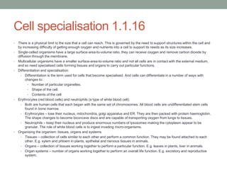Cell specialisation 1.1.16
•
•
•
•

•

•

There is a physical limit to the size that a cell can reach. This is governed by the need to support structures within the cell and
by increasing difficulty of getting enough oxygen and nutrients into a cell to support its needs as its size increases.
Single-celled organisms have a large surface-area-to-volume ratio, they can receive oxygen and remove carbon dioxide by
diffusion through the membrane.
Multicellular organisms have a smaller surface-area-to-volume ratio and not all cells are in contact with the external medium,
and so need specialised cells forming tissues and organs to carry out particular functions.
Differentiation and specialisation:
• Differentiation is the term used for cells that become specialised. And cells can differentiate in a number of ways with
changes to:
• Number of particular organelles.
• Shape of the cell.
• Contents of the cell
Erythrocytes (red blood cells) and neutrophils (a type of white blood cell):
• Both are human cells that each began with the same set of chromosomes. All blood cells are undifferentiated stem cells
found in bone marrow.
• Erythrocytes – lose their nucleus, mitochondria, golgi apparatus and ER. They are then packed with protein haemoglobin.
The shape changes to become biconcave discs and are capable of transporting oxygen from lungs to tissues.
• Neutrophils – keep their nucleus and produce enormous numbers of lysosomes making the cytoplasm appear to be
granular. The role of white blood cells is to ingest invading micro-organisms.
Organising the organism: tissues, organs and systems
• Tissues – collection of cells similar to each other and perform a common function. They may be found attached to each
other. E.g. xylem and phloem in plants, epithelial and nervous tissues in animals.
• Organs – collection of tissues working together to perform a particular function. E.g. leaves in plants, liver in animals.
• Organ systems – number of organs working together to perform an overall life function. E.g. excretory and reproductive
system.

 