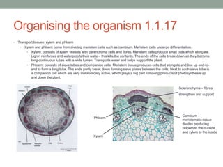 Organising the organism 1.1.17
•

Transport tissues: xylem and phloem
• Xylem and phloem come from dividing meristem cells such as cambium. Meristem cells undergo differentiation.
• Xylem: consists of xylem vessels with parenchyma cells and fibres. Meristem cells produce small cells which elongate.
Lignin reinforces and waterproofs their walls – this kills the contents. The ends of the cells break down so they become
long continuous tubes with a wide lumen. Transports water and helps support the plant.
• Phloem: consists of sieve tubes and companion cells. Meristem tissue produces cells that elongate and line up end-toend to form a long tube. The ends partly break down forming sieve plates between the cells. Next to each sieve tube is
a companion cell which are very metabolically active, which plays a big part n moving products of photosynthesis up
and down the plant.
Sclerenchyma – fibres
strengthen and support

Phloem

Xylem

Cambium –
meristematic tissue
divides producing
phloem to the outside
and xylem to the inside

 