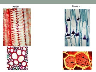 Xylem

Phloem

 
