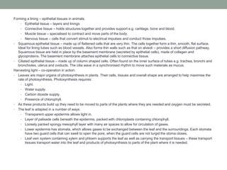 Forming a lining – epithelial tissues in animals.
• Epithelial tissue – layers and linings
• Connective tissue – holds structures together and provides support e.g. cartilage, bone and blood.
• Muscle tissue – specialised to contract and move parts of the body.
• Nervous tissue – cells that convert stimuli to electrical impulses and conduct those impulses.
• Squamous epithelial tissue – made up of flattened cells that are very thin. The cells together form a thin, smooth, flat surface.
Ideal for lining tubes such as blood vessels. Also forms thin walls such as that on alveoli – provides a short diffusion pathway.
Squamous tissue are held in place by the basement membrane (secreted by epithelial cells), made of collagen and
glycoproteins. The basement membrane attaches epithelial cells to connective tissue.
• Ciliated epithelial tissue – made up of column shaped cells. Often found on the inner surface of tubes e.g. trachea, bronchi and
bronchioles, uterus and oviducts. The cilia wave in a synchronised rhythm to move such materials as mucus.
Harvesting light – co-operation in action:
• Leaves are major organs of photosynthesis in plants. Their cells, tissues and overall shape are arranged to help maximise the
rate of photosynthesis. Photosynthesis requires:
• Light.
• Water supply.
• Carbon dioxide supply.
• Presence of chlorophyll.
• As these products build up they need to be moved to parts of the plants where they are needed and oxygen must be secreted.
• The leaf is adapted in a number of ways:
• Transparent upper epidermis allows light in.
• Layer of palisade cells beneath the epidermis, packed with chloroplasts containing chlorophyll.
• Loosely packed spongy mesophyll layer with many air spaces to allow for circulation of gases.
• Lower epidermis has stomata, which allows gases to be exchanged between the leaf and the surroundings. Each stomata
have two guard cells that can swell to open the pore, when the guard cells are not turgid the stoma closes.
• Leaf vein system containing xylem and phloem supports the leaf as well as carrying the transport tissues – these transport
tissues transport water into the leaf and products of photosynthesis to parts of the plant where it is needed.

 