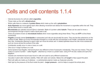 Cells and cell contents 1.1.4
•
•
•

•
•
•
•

•
•
•

•
•

•
•

Internal structures of a cell are called organelles.
These make up the cell‟s ultrastructure.
Within cells there is a network of protein fibres which make up the cell‟s cytoskeleton.
Actin filaments can move against each other allowing movement and allows the movement or organelles within the cell. They
are like fibres found in muscle cells.
Microtubules are cylinders around 25nm in diameter. Made of a protein called tubulin. These can be used to move a
microorganism through a liquid or waft a liquid past a cell.
There are proteins known as microtubule motors which move organelles along these fibres. They use ATP to drive these
movements.
Flagella (correctly named Undulipodia in eukaryotes) and cilia are structurally the same. They are hair-like extensions on the
surface of cells. Made up of nine microtubules arranged in a circle with two microtubules in the middle. Undulipodia are longer
than cilia. Undulipodia attached to sperm cells can move the whole cell. In ciliated epithelial tissue the cilia move substances
such as mucus across the surface of the cells.
Undulipodia usually occur in ones or twos on a cell.
Cilia occur in large numbers on a cell.
Some bacteria have flagella, internal structure very different to that of eukaryotic Undulipodia. They are true motors. They are
made of a spiral of protein – called flagellin - attached by a hook to a protein base. Using ATP the disc rotates and spins the
flagellum.
Vesicles are membrane bound sacs found in cells and used to carry different substances.
Vacuoles in plant cells maintains stability. Filled with water and solutes. Makes the cell turgid to help support the plant.
Plant cell walls are made up of cellulose – a carbohydrate polymer made up of glucose subunits.
Held rigid by the pressure of the fluid inside the plant – turgor pressure – and so helps to support the whole plant.

 