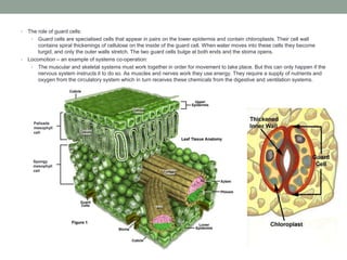 •

•

The role of guard cells:
• Guard cells are specialised cells that appear in pairs on the lower epidermis and contain chloroplasts. Their cell wall
contains spiral thickenings of cellulose on the inside of the guard cell. When water moves into these cells they become
turgid, and only the outer walls stretch. The two guard cells bulge at both ends and the stoma opens.
Locomotion – an example of systems co-operation:
• The muscular and skeletal systems must work together in order for movement to take place. But this can only happen if the
nervous system instructs it to do so. As muscles and nerves work they use energy. They require a supply of nutrients and
oxygen from the circulatory system which in turn receives these chemicals from the digestive and ventilation systems.

Palisade
mesophyll
cell

Spongy
mesophyll
cell

 