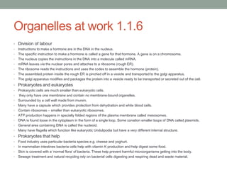 Organelles at work 1.1.6
• Division of labour
•
•

•
•
•
•
•

Instructions to make a hormone are in the DNA in the nucleus.
The specific instruction to make a hormone is called a gene for that hormone. A gene is on a chromosome.
The nucleus copies the instructions in the DNA into a molecule called mRNA.
mRNA leaves via the nuclear pores and attaches to a ribosome (rough ER).
The ribosome reads the instructions and uses the codes to assemble the hormone (protein).
The assembled protein inside the rough ER is pinched off in a vesicle and transported to the golgi apparatus.
The golgi apparatus modifies and packages the protein into a vesicle ready to be transported or secreted out of the cell.

• Prokaryotes and eukaryotes
•
•
•
•
•
•
•
•
•

Prokaryotic cells are much smaller than eukaryotic cells.
they only have one membrane and contain no membrane-bound organelles.
Surrounded by a cell wall made from murein.
Many have a capsule which provides protection from dehydration and white blood cells.
Contain ribosomes – smaller than eukaryotic ribosomes.
ATP production happens in specially folded regions of the plasma membrane called mesosomes.
DNA is found loose in the cytoplasm in the form of a single loop. Some conation smaller loops of DNA called plasmids.
General area containing DNA is called the nucleoid.
Many have flagella which function like eukaryotic Undulipodia but have a very different internal structure.

• Prokaryotes that help
•
•
•
•

Food industry uses particular bacteria species e.g. cheese and yoghurt.
In mammalian intestines bacteria cells help with vitamin K production and help digest some food.
Skin is covered with a „normal flora‟ of bacteria. These help prevent harmful microorganisms getting into the body.
Sewage treatment and natural recycling rely on bacterial cells digesting and respiring dead and waste material.

 