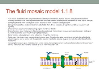 The fluid mosaic model 1.1.8
•
•
•
•
•
•
•

•

Fluid mosaic model shows the components found in a biological membrane. Its main features are a phospholipid bilayer
providing simple structure, various protein molecules and some extrinsic proteins partially embedded on either side of the layer.
Some phospholipids have carbohydrate chains attached to them. These are called glycolipids
Some proteins also have carbohydrate chains attached to them. These are called glycoproteins, and they are used in cell
signalling.
Cholesterol provides mechanical strength giving the membrane stability.
Channel proteins allow the transport of certain substances through the membrane because some substances are too large or
to polar to be able top pass though the phospholipid bilayer.
Carrier proteins actively transport some substances through the membrane.
Also present may be enzymes, coenzymes and receptor sites. Receptor sites allow hormones to bind with the cell so that a
cellular response can be carried out. Receptor sites are also important in allowing drugs to bind with the cell and so affect the
metabolism.
Increasing temperature gives molecules more kinetic energy, increasing movement of phospholipids makes membranes „leaky‟
allowing substances that would not normally do so to enter or leave the cell.

 