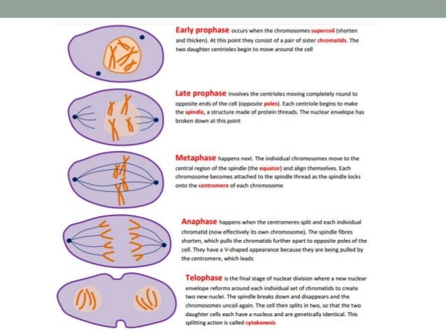 AS Biology, Unit 1 (Module 1) notes (OCR)
