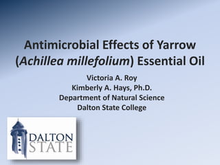 Antimicrobial Effects of Yarrow
(Achillea millefolium) Essential Oil
Victoria A. Roy
Kimberly A. Hays, Ph.D.
Department of Natural Science
Dalton State College
 