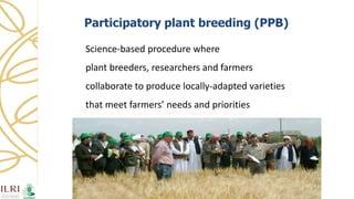 Women's empowerment through seed improvement and seed governance: evidence from participatory barley breeding in pre-war Syria
