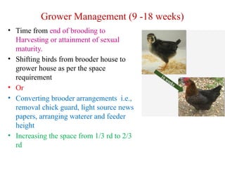 Birds Maturing ASC 201 10.1 Basics Poultry hsjsj .pptx