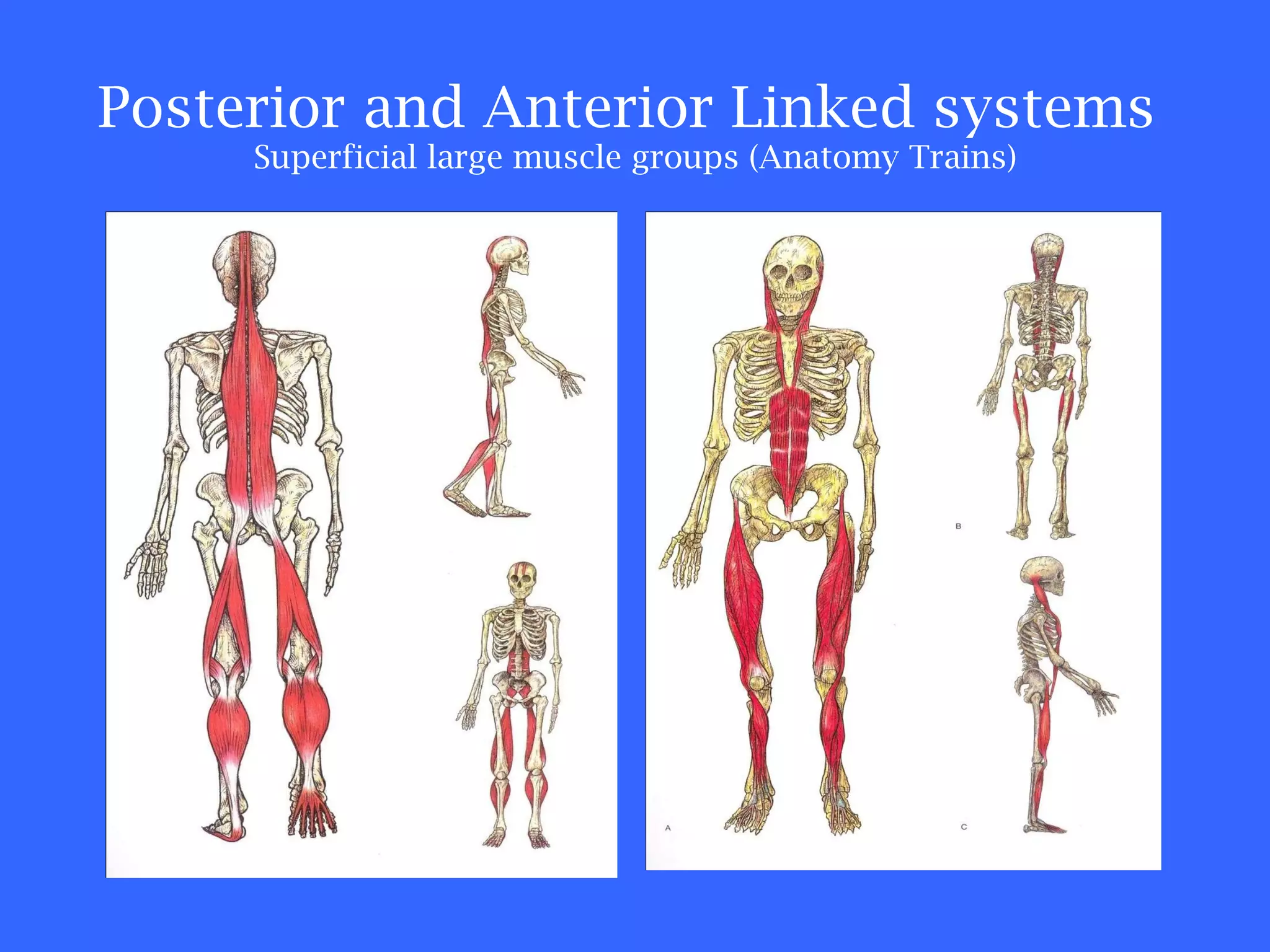 Posterior and Anterior Linked systems  Superficial large muscle groups (Anatomy Trains) 