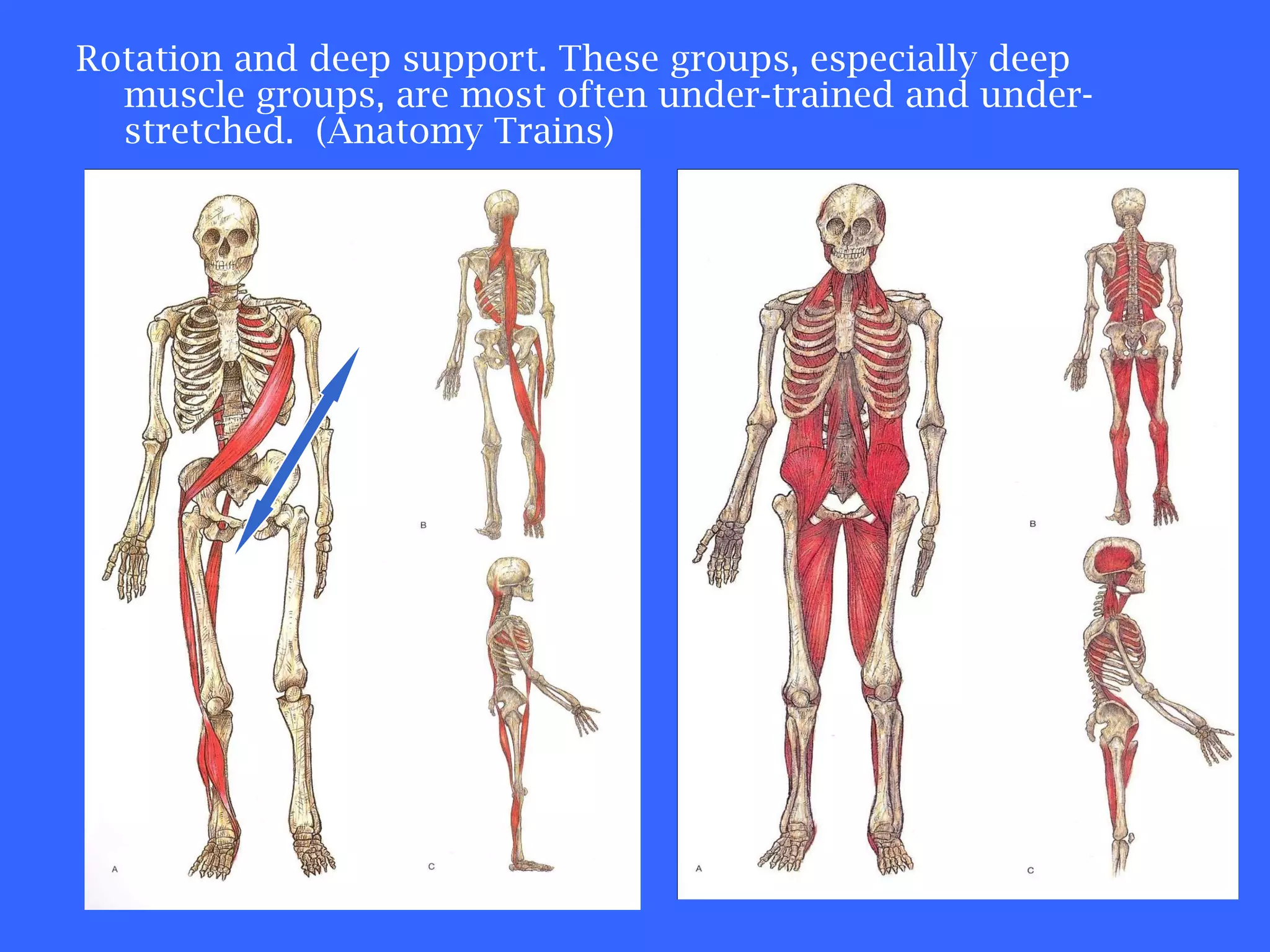 Rotation and deep support. These groups, especially deep muscle groups, are most often under-trained and under-stretched.  (Anatomy Trains) 