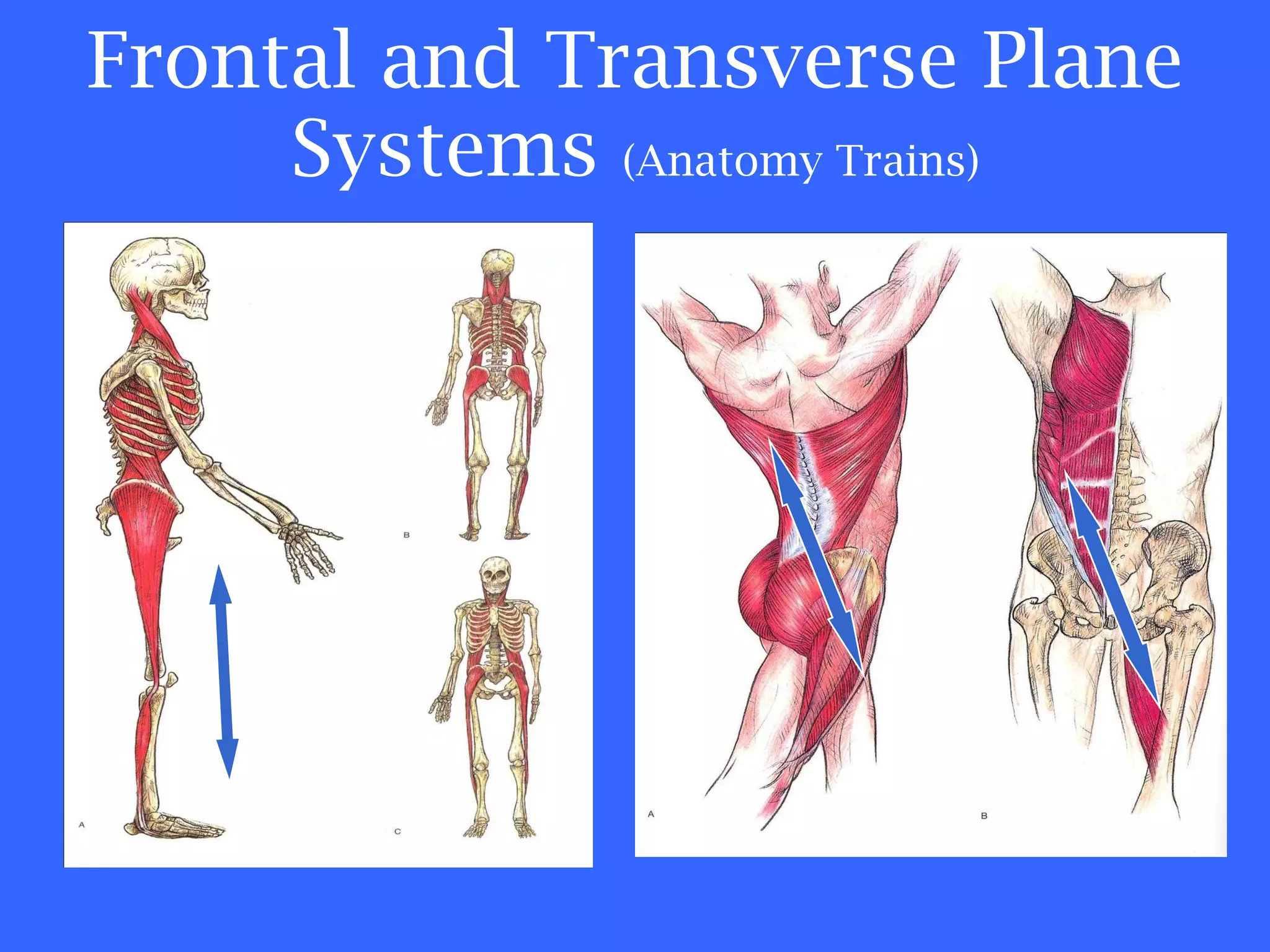 Frontal and Transverse Plane Systems  (Anatomy Trains) Color of Text 