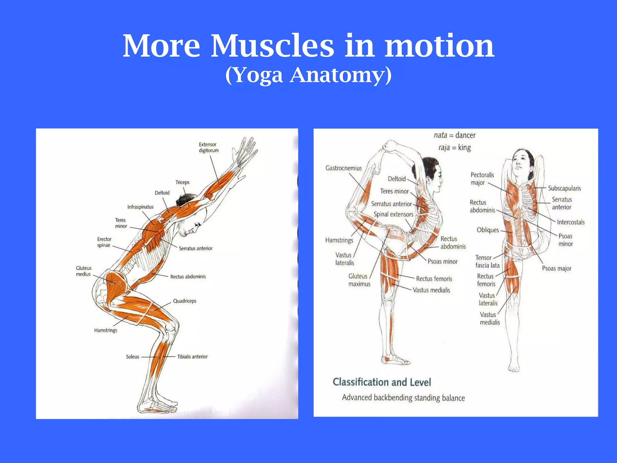 More Muscles in motion (Yoga Anatomy) 
