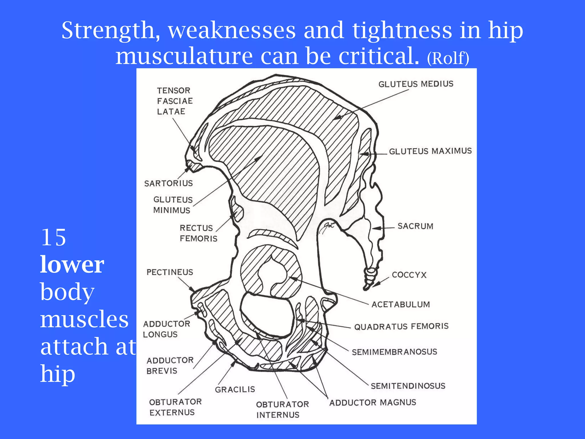 Strength, weaknesses and tightness in hip musculature can be critical.  (Rolf) 15  lower  body muscles attach at hip 