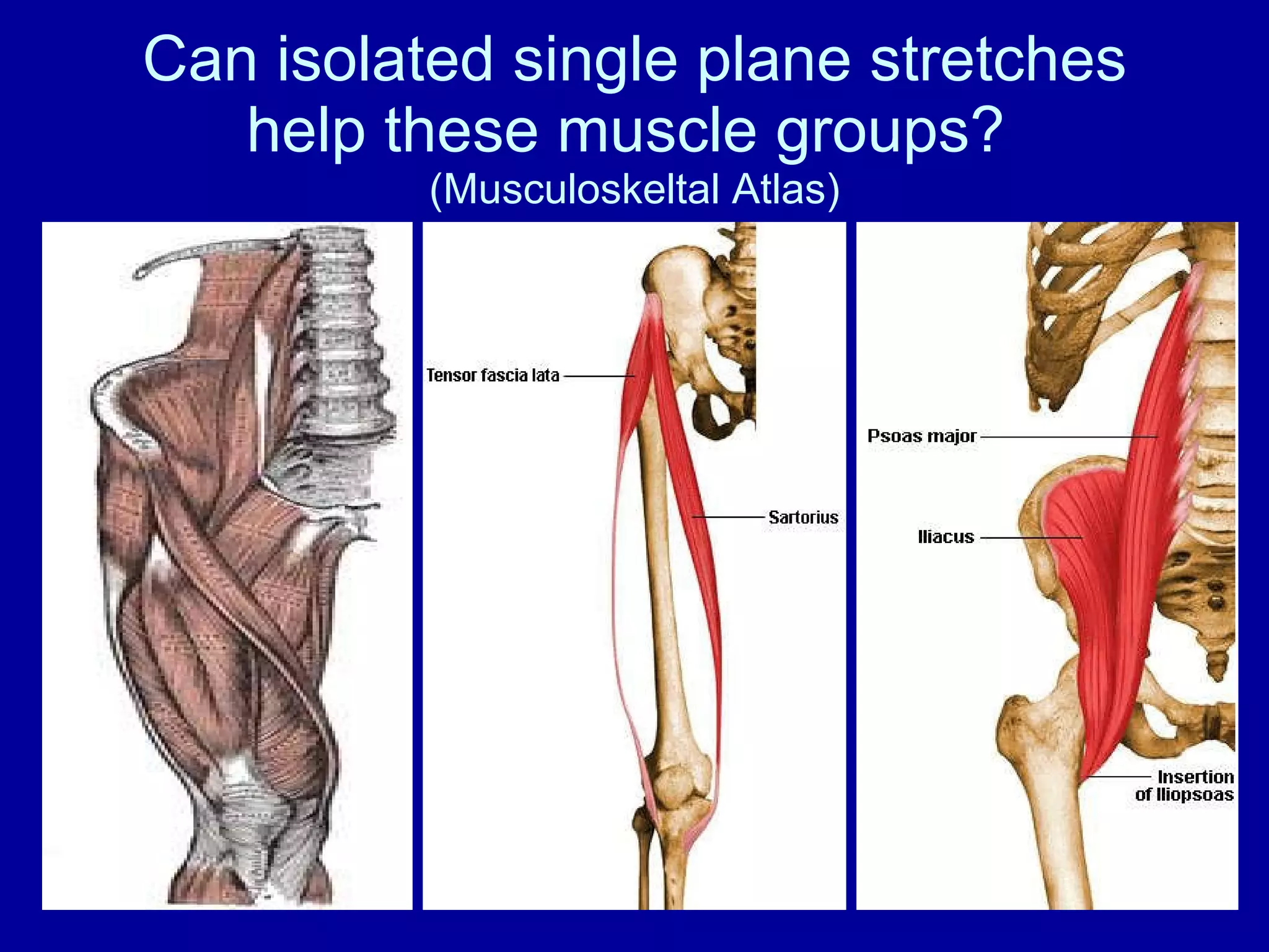 Can isolated single plane stretches help these muscle groups?  (Musculoskeltal Atlas) 