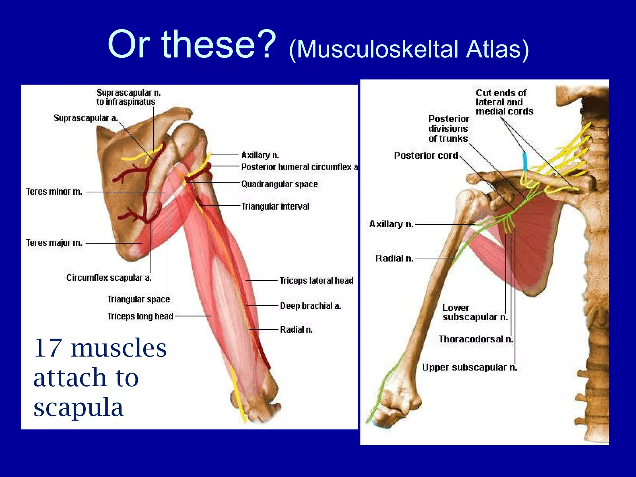 Or these?  (Musculoskeltal Atlas) 17 muscles attach to scapula 