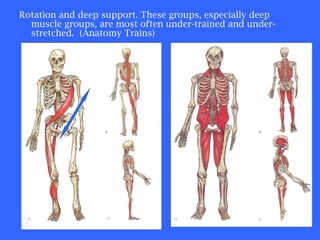 Rotation and deep support. These groups, especially deep muscle groups, are most often under-trained and under-stretched.  (Anatomy Trains) 