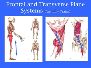 Frontal and Transverse Plane Systems  (Anatomy Trains) Color of Text 