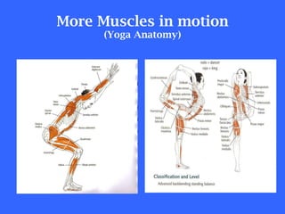More Muscles in motion (Yoga Anatomy) 