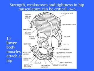 Strength, weaknesses and tightness in hip musculature can be critical.  (Rolf) 15  lower  body muscles attach at hip 
