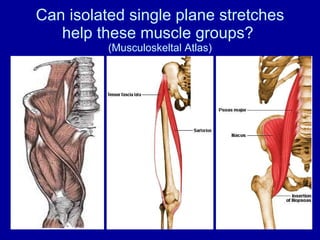 Can isolated single plane stretches help these muscle groups?  (Musculoskeltal Atlas) 