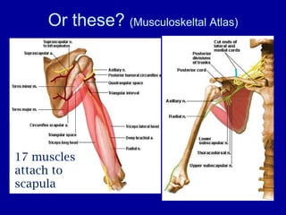 Or these?  (Musculoskeltal Atlas) 17 muscles attach to scapula 
