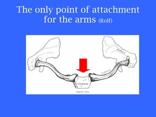 The only point of attachment for the arms  (Rolf) 