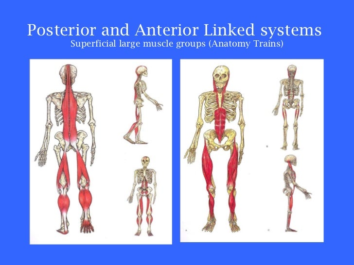 Asca flexibility dimensions