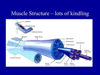Muscle Structure – lots of kindling
 