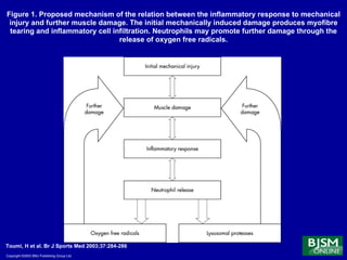 Figure 1. Proposed mechanism of the relation between the inflammatory response to mechanical
 injury and further muscle damage. The initial mechanically induced damage produces myofibre
 tearing and inflammatory cell infiltration. Neutrophils may promote further damage through the
                                 release of oxygen free radicals.




Toumi, H et al. Br J Sports Med 2003;37:284-286
Copyright ©2003 BMJ Publishing Group Ltd.
 
