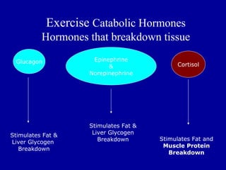 Exercise Catabolic Hormones
          Hormones that breakdown tissue

 Glucagon            Epinephrine
                          &                  Cortisol
                    Norepinephrine




                    Stimulates Fat &
Stimulates Fat &     Liver Glycogen
                       Breakdown       Stimulates Fat and
Liver Glycogen
                                        Muscle Protein
   Breakdown
                                          Breakdown
 