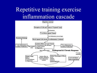 Repetitive training exercise
  inflammation cascade
 