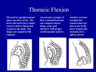 Thoracic Flexion
Elevated or upright posture   An extreme example of     Another extreme
opens up chest cavity. The    how a slouched posture    example but
heart and aorta have ample    can compress heart,       compression can
room to deliver blood and     lungs, aorta and          also occur in the
oxygen to the body. The       interfere with proper     lower organs like
lungs can expand to full      cardiovascular activity   stomach, liver,
capacity.                                               spleen, uterus
 