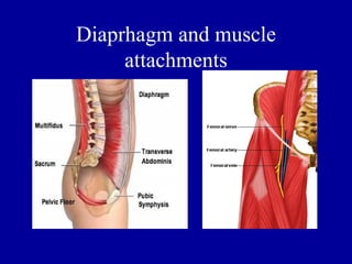 Diaprhagm and muscle
     attachments
 