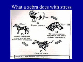 What a zebra does with stress
 