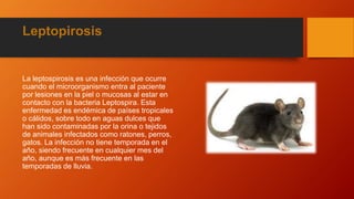 Leptopirosis
La leptospirosis es una infección que ocurre
cuando el microorganismo entra al paciente
por lesiones en la piel o mucosas al estar en
contacto con la bacteria Leptospira. Esta
enfermedad es endémica de países tropicales
o cálidos, sobre todo en aguas dulces que
han sido contaminadas por la orina o tejidos
de animales infectados como ratones, perros,
gatos. La infección no tiene temporada en el
año, siendo frecuente en cualquier mes del
año, aunque es más frecuente en las
temporadas de lluvia.
 