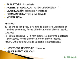 PARASITOSIS: AscariosisAGENTE ETIOLÓGICO : “Ascarislumbricoides ”CLASIFICACIÓN: Helminto NemátodoFORMA INFECTANTE: Huevo larvadoMORFOLOGÍA:HEMBRA: 20-35cm de longitud, 3-6 mm de diámetro. Aguzada en ambos extremos, forma cilíndrica, color blanco rosado.MACHO: 15-20 cm longitud, 2-4 mm diámetro. Extremo posterior enroscado, forma cilíndrica, color blanco rosado. HUEVO 70 x 40 umOvoideSuperficie mamelonadaHOSPEDERO RESERVORIO : HombreVÍA DE INFECCIÓN: OralByTM.BioInfo