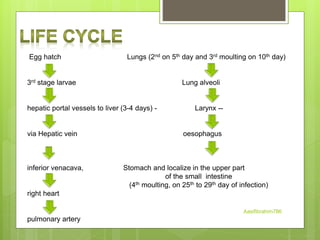 Egg hatch Lungs (2nd on 5th day and 3rd moulting on 10th day)
3rd stage larvae Lung alveoli
hepatic portal vessels to liver (3-4 days) - Larynx --
via Hepatic vein oesophagus
inferior venacava, Stomach and localize in the upper part
of the small intestine
(4th moulting, on 25th to 29th day of infection)
right heart
pulmonary artery
Aasifibrahim786
 